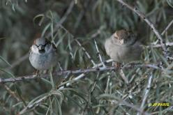Moineau domestique